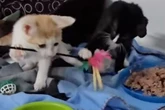 Fast gestorben! Babykatzen-Duo springt Tod von der Schippe und wird unzertrennlich