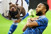 Hundsgemein: Schalke-Stürmer soll Haustier im Stich gelassen haben