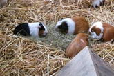 Für ein warmes Zuhause: So machst Du den Meerschweinchenstall winterfest