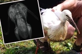 Schock bei der Leipziger Wildvogelhilfe: Wer schoss auf Meister Adebar?