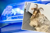 Tierischer Polizeieinsatz: Entlaufener Ziegenbock macht es sich in Tankstelle gemütlich