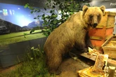 Braunbär Bruno: Vom Symbol für Wildnis zum Museumsstück