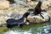 Robben-Party im Leipziger Zoo: Darum müssen die Tiere selbst an ihrem Geburtstag hart trainieren