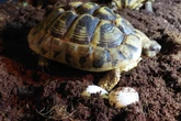 Geheimes Timing der Natur: Wann legen Schildkröten Eier?