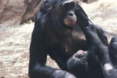 Baby-Nachwuchs bei den Bonobos im Frankfurter Zoo