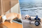 Hund ist plötzlich gelähmt, doch mit dieser Hilfe kämpft sich Tyrion zurück