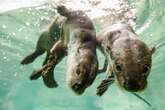 Vierfache Otter-Mutti im Dresdner Zoo gestorben: Was wird jetzt aus ihren Babys?