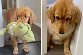 Golden Retriever ist immer traurig: Was seine Besitzer dann tun, ändert alles
