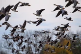Zugvögel heizen Viruswelle an – Bereits 400.000 Nutztiere getötet!