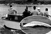Wilde Wal-Theorien: Wie kam Moby Dick vor 60 Jahren in den Rhein?