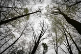 Überraschende Wende nach Fund von toter 15-Jähriger in Wald: Frau verhaftet