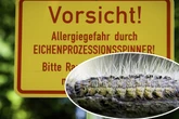 Insekten-Alarm in Bonn: Schwimmbad muss teilweise gesperrt werden