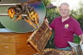 Auch Sachsen droht die Gefahr einer Invasion: Asiatische Hornisse macht Jagd auf unsere Bienen
