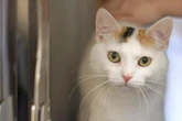 All ihre Babys haben schon Familien: Jetzt sucht Katze Summer ein Zuhause