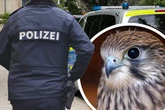 Polizei rettet verletzten Turmfalken "mit Herz und Handschuh"