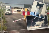 Abriss drohte: VOX-Sendung zeigt, was aus den Großmarkt-Katzen in Köln wurde