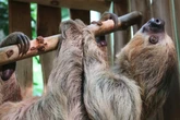 Liebe auf Sparflamme im Berliner Zoo: So reagierte Faultier Charlie auf sein erstes Date