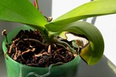 Deine Orchideen haben braune Blätter? Dann solltest Du schnell handeln
