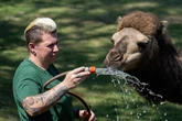 Pool, Eisbombe und Dusche: So kühlen sich die Tiere in Hessens Zoos ab