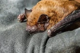 Tollwutvirus bei Fledermaus in Berlin: Darauf müsst Ihr achten