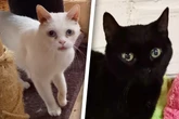 Alt, aber noch voll auf Zack: Wer hat ein Herz für Katzensenioren?