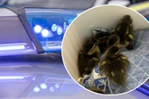 Zuckersüße Entenküken in Not: Polizei rettet Tiere