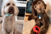Ist das ein und derselbe Hund? Nach der Verwandlung von Murphy kann man seinen Augen kaum trauen