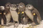 Dank Artenschutz-Euro: Zoo Duisburg rettet mit Spende bedrohte Pinguin-Küken