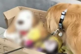 Golden Retriever findet Box am Straßenrand - dann hat er einen neuen besten Freund