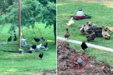 Frau will bloß Tiere auf ihrer Farm filmen: Als sie genau hinsieht, traut sie ihren Augen nicht