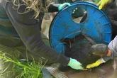 Nach Jahren in der Plastikfalle: Bär kann endlich befreit werden