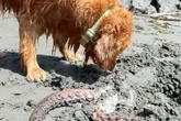 Golden Retriever vergräbt totes Meerestier am Strand: Als Frauchen den Grund herausfindet, berührt sie das zutiefst