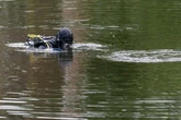 Schwimmer verschwindet spurlos an Badesee bei Neustrelitz
