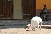 Kängurus im Tierpark geköpft: Staatsanwaltschaft hat grausigen Verdacht