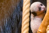 Sehr selten und hochbedroht: Zoo freut sich über schneeweißen Winzling