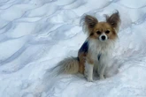Mann stürzt acht Meter tief in Gletscherspalte, sein Chihuahua rettet ihm wohl das Leben
