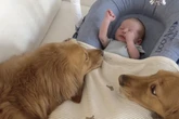 Golden Retriever treffen zum ersten Mal auf Baby: Ihre Reaktion lässt keinen kalt