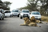 Zwei Safari-Touristen tot in Krüger-Nationalpark entdeckt: Auto spurlos verschwunden