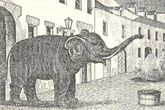 Heute vor 160 Jahren: Wie ein Elefant zur Legende von Murten wurde