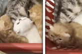 Als Mann in Korb voller süßer Katzenbabys blickt, bleibt ihm die Spucke weg