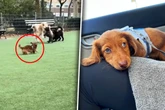 Als Frau sieht, wie Hunde ihren Dackel im Park behandeln, bricht nicht nur ihr das Herz