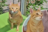 Katze Suli hat ein Problem: Findet sie trotzdem ihr Glück?