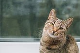 Vom Freigänger zum Stubentiger? So gewöhnst Du Deiner Katze den Freigang ab