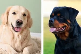 Bissig oder lieb: Wie ist der Mix aus Rottweiler und Golden Retriever wirklich drauf?