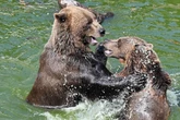 Torgauer Braunbärin dreht auf: Erst wasserscheu, jetzt Wasserratte!