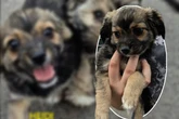 Hundebaby sucht Familie: Wer kümmert sich jetzt um die süße Heidi?