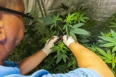 Enormer Anstieg: Immer mehr ältere Menschen setzen auf medizinisches Cannabis