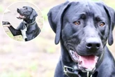 Labrador-Mix ist lieb, doch muss noch lernen: Gibt es ein Happy End für Looney?
