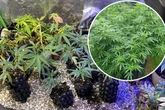 Bei Durchsuchung in Höhenberg: Kölner Polizei hebt illegale Cannabis-Plantage aus