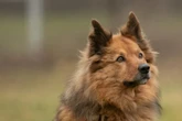 Pelle wurde vernachlässigt und ausgetauscht: Wer schenkt dem Hund ein Zuhause?